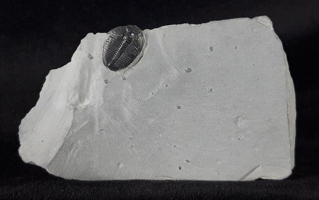 Elrathia kingii (MEEK 1870)  - Bild &copy; FossNet FossilienStore